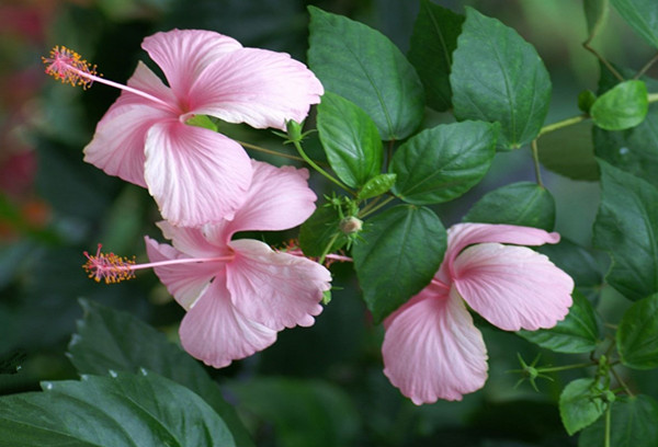 扶桑花的养殖方法繁殖和修剪方法图解注意事项及叶子发黄怎么办