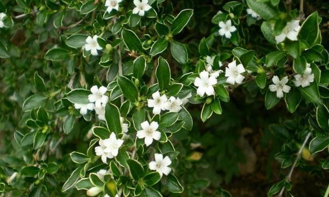 六月雪的养殖方法如何过冬和注意事项 六月雪的夏季养护方法花语