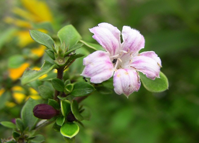 六月雪的养殖方法如何过冬和注意事项 六月雪的夏季养护方法花语