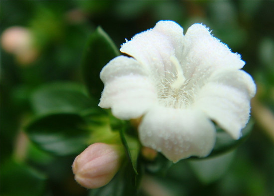 六月雪的养殖方法如何过冬和注意事项 六月雪的夏季养护方法花语