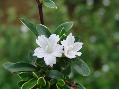 六月雪的养殖方法如何过冬和注意事项 六月雪的夏季养护方法花语