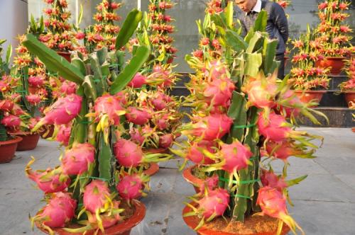 火龙果盆栽的种植方法过程图解,火龙果盆栽几年能结果怎么修剪图