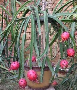 火龙果盆栽的种植方法过程图解,火龙果盆栽几年能结果怎么修剪图