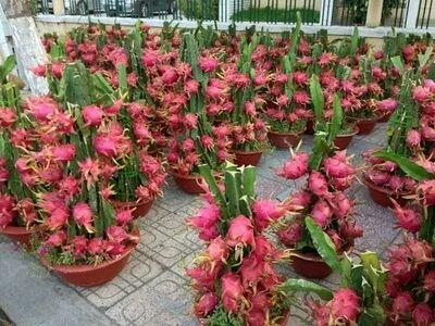 火龙果盆栽的种植方法过程图解,火龙果盆栽几年能结果怎么修剪图