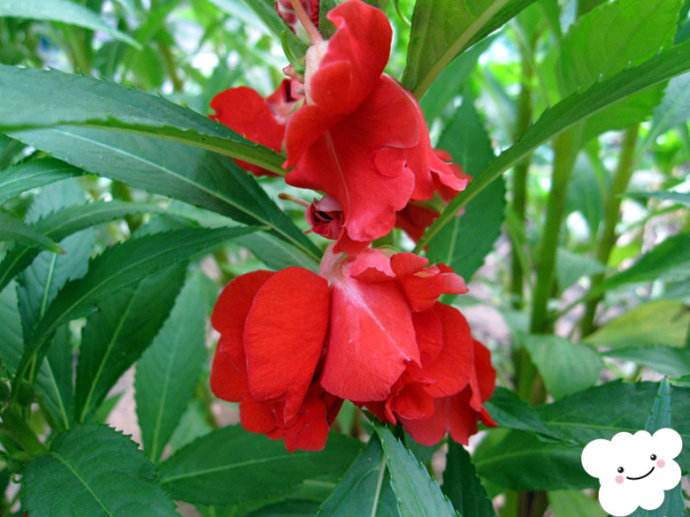 指甲花的养殖方法功效与作用能治灰指甲吗 指甲花怎么染头发技巧