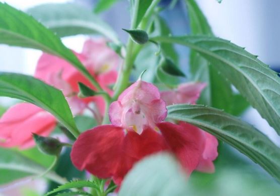 指甲花出苗一周以后处于成长期怎样种植?指甲花花语是什么