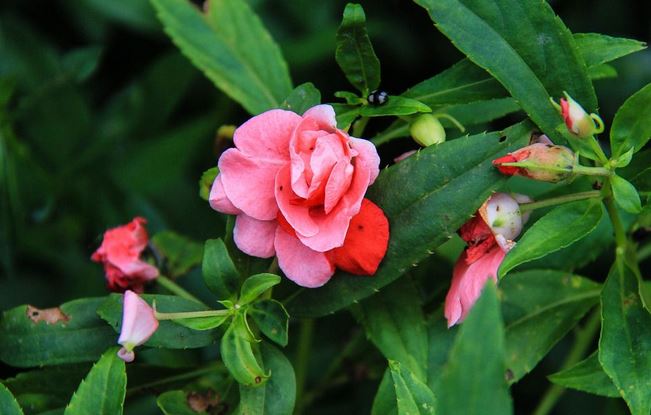 指甲花出苗一周以后处于成长期怎样种植?指甲花花语是什么