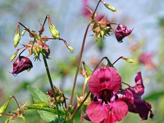 指甲花出苗一周以后处于成长期怎样种植?指甲花花语是什么