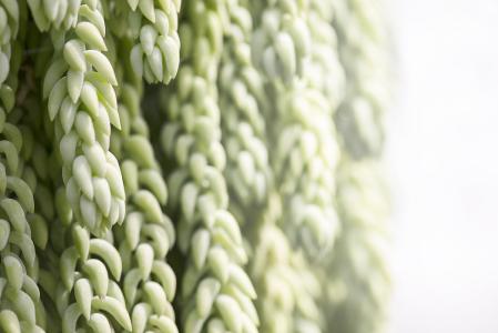 翡翠景天和千佛手的区别技巧图,翡翠景天的好处怎么栽详细过程图