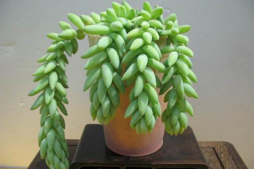 翡翠景天和千佛手的区别技巧图,翡翠景天的好处怎么栽详细过程图