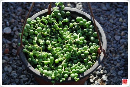 珍珠吊兰可以水培吗方法过程图,珍珠吊兰怎么繁殖的各种方法技巧
