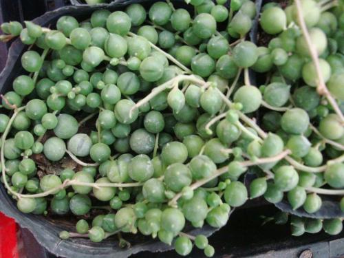 珍珠吊兰可以水培吗方法过程图,珍珠吊兰怎么繁殖的各种方法技巧