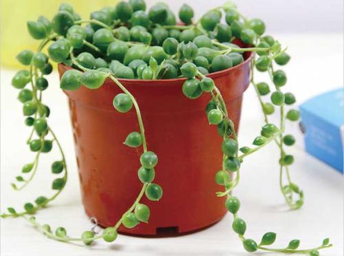 珍珠吊兰可以水培吗方法过程图,珍珠吊兰怎么繁殖的各种方法技巧