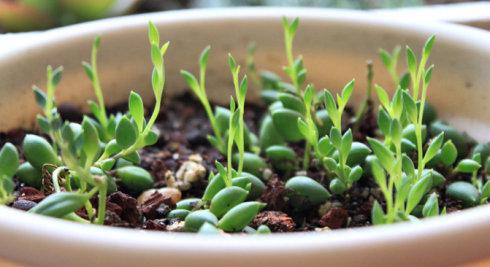 珍珠吊兰可以水培吗方法过程图,珍珠吊兰怎么繁殖的各种方法技巧