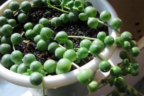 珍珠吊兰可以水培吗方法过程图,珍珠吊兰怎么繁殖的各种方法技巧
