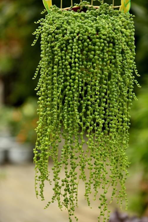 �����������������ô����ˮ����,���������������ô��������