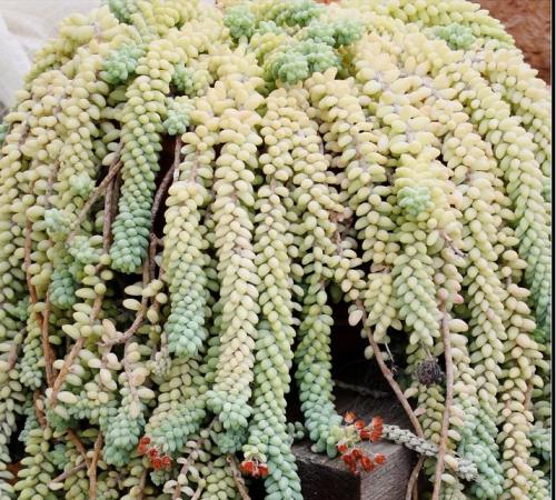 翡翠景天能长多大几年能开花?翡翠景天怎么养才能爆盆方法窍门图