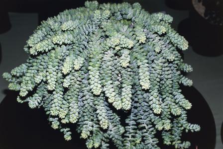 翡翠景天能长多大几年能开花?翡翠景天怎么养才能爆盆方法窍门图