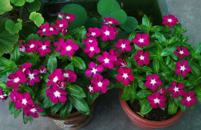 长春花的栽培与繁殖方法及叶子变黄的原因 长春花适合室内养殖吗