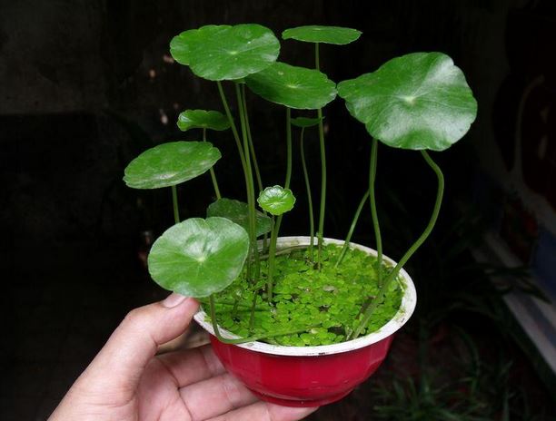 ͭǮˮඬֲͼ⹦ЧԼˮڷŽ