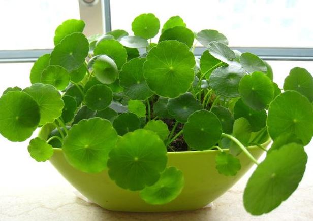 ͭǮˮඬֲͼ⹦ЧԼˮڷŽ