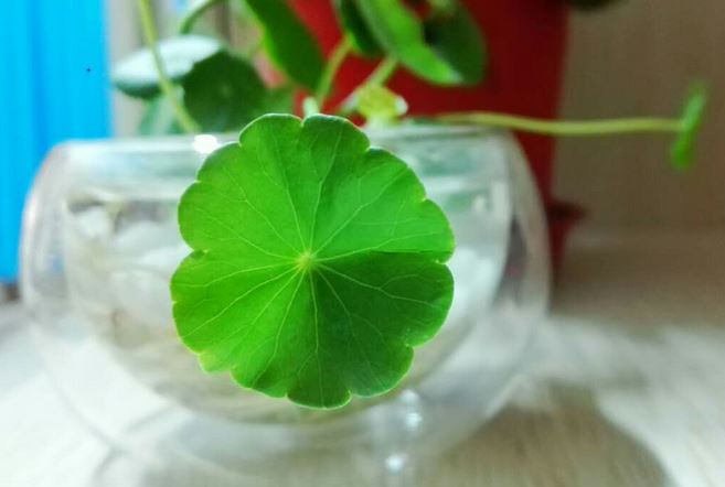 ͭǮˮඬֲͼ⹦ЧԼˮڷŽ