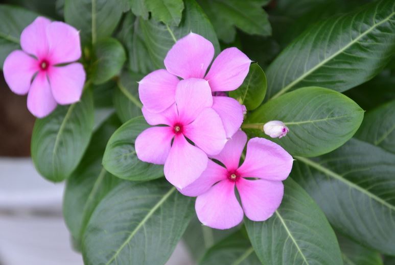 长春花的养殖方法和注意事项及修剪方法图解 长春花的功效与作用