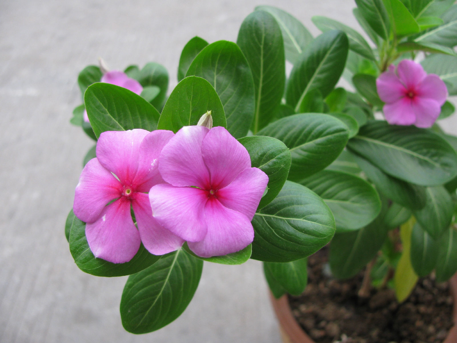 长春花的养殖方法和注意事项及修剪方法图解 长春花的功效与作用