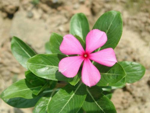 长春花的养殖方法和注意事项及修剪方法图解 长春花的功效与作用