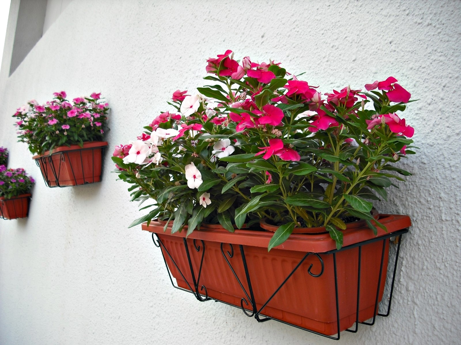 长春花的养殖方法和注意事项及修剪方法图解 长春花的功效与作用