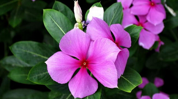 长春花的栽培与繁殖方法及叶子变黄的原因 长春花适合室内养殖吗