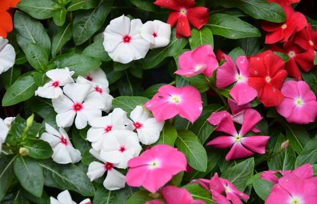 长春花的栽培与繁殖方法及叶子变黄的原因 长春花适合室内养殖吗