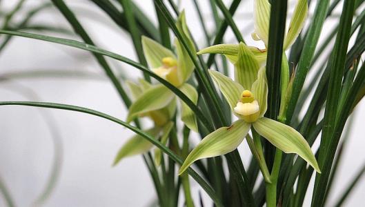 兰花移栽最适合在哪个季节及注意事项?兰花移植过程步骤详细图解