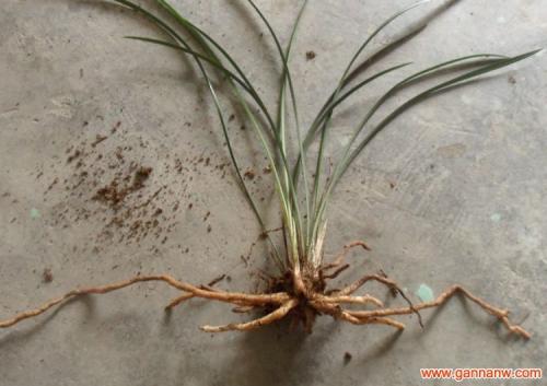 兰花移栽最适合在哪个季节及注意事项?兰花移植过程步骤详细图解