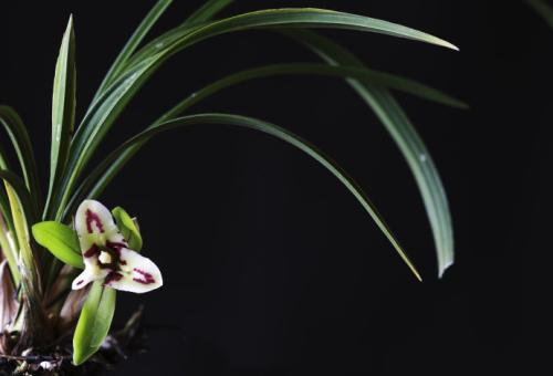 兰花移栽最适合在哪个季节及注意事项?兰花移植过程步骤详细图解