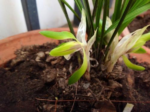 兰花移栽最适合在哪个季节及注意事项?兰花移植过程步骤详细图解