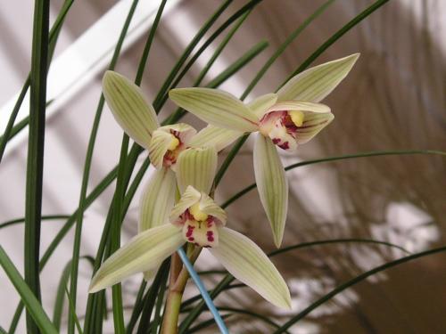 兰花移栽最适合在哪个季节及注意事项?兰花移植过程步骤详细图解