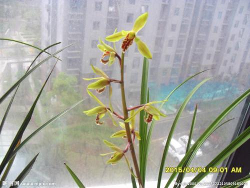 兰花移栽最适合在哪个季节及注意事项?兰花移植过程步骤详细图解