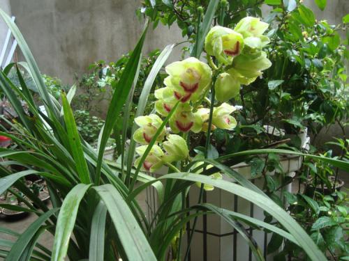 兰花最常见的相关问题精彩解析