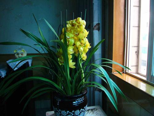 兰花最常见的相关问题精彩解析