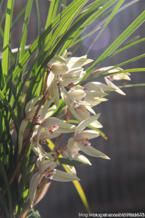 兰花最常见的相关问题精彩解析