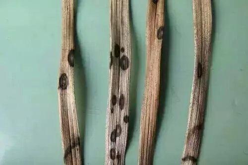 兰花最常见的相关问题精彩解析