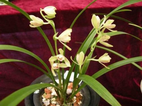 兰花最常见的相关问题精彩解析