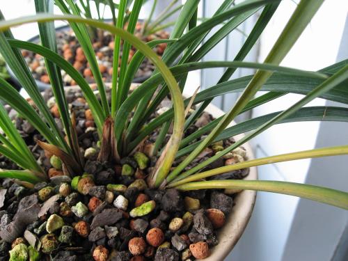 兰花最常见的相关问题精彩解析