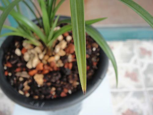 兰花最常见的相关问题精彩解析