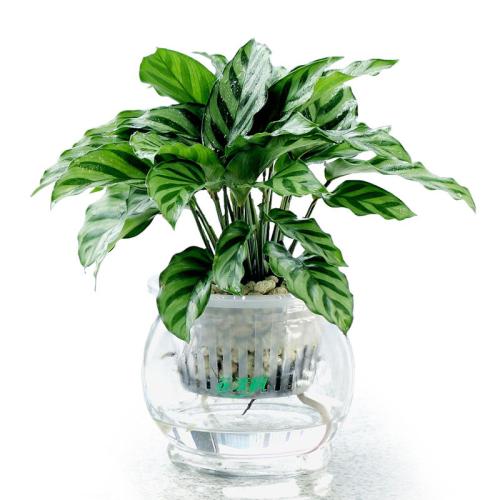 孔雀竹芋最简单的水培养殖方法,水培孔雀竹芋如何换水及注意事项