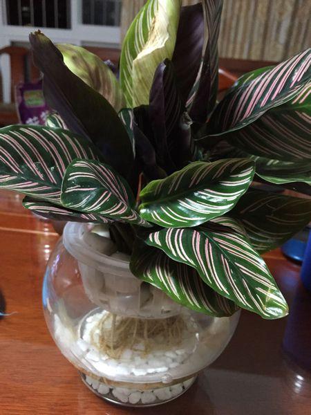 孔雀竹芋最简单的水培养殖方法,水培孔雀竹芋如何换水及注意事项