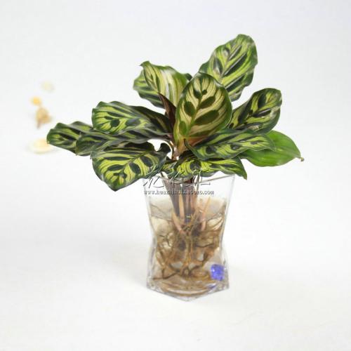 孔雀竹芋最简单的水培养殖方法,水培孔雀竹芋如何换水及注意事项