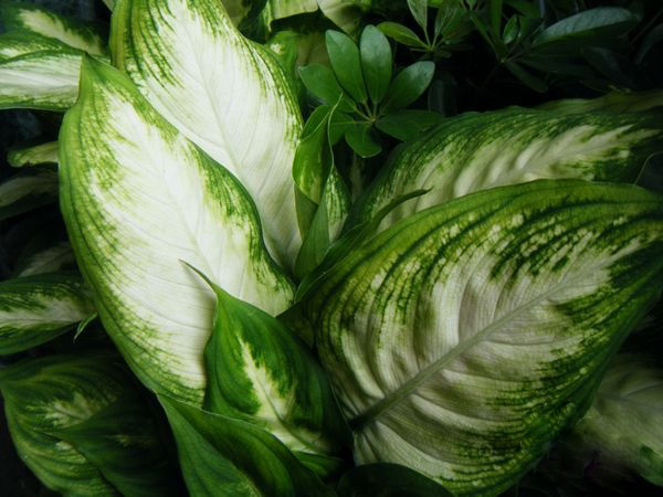 银皇后繁殖方法图解叶子发黄怎么办?银皇后会开花吗多少钱一盆