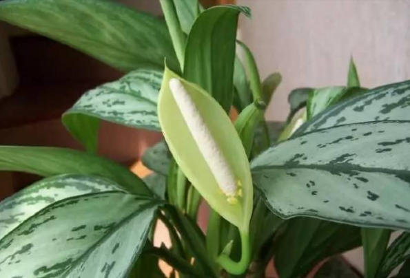 银皇后繁殖方法图解叶子发黄怎么办?银皇后会开花吗多少钱一盆